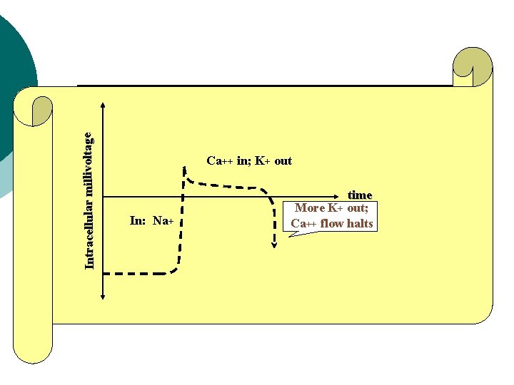 Intracellular millivoltage Ca++ in; K+ out In: Na+ time More K+ out; Ca++ flow