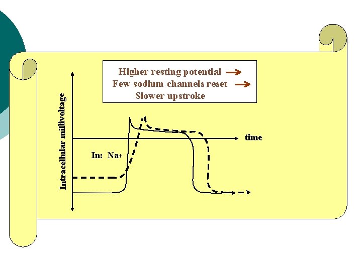 Intracellular millivoltage Higher resting potential Few sodium channels reset Slower upstroke time In: Na+