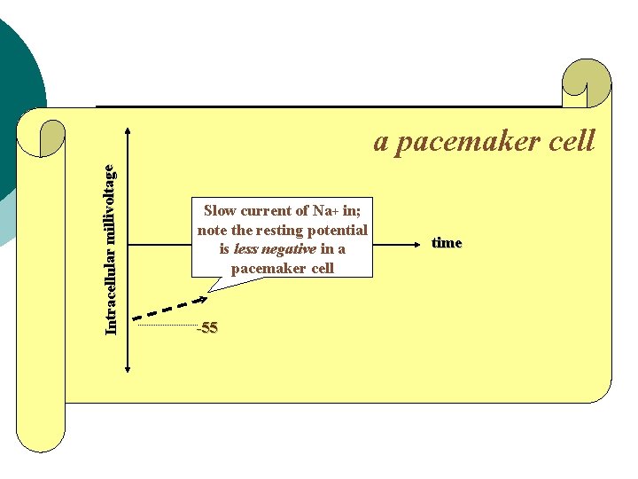 Intracellular millivoltage a pacemaker cell Slow current of Na+ in; note the resting potential