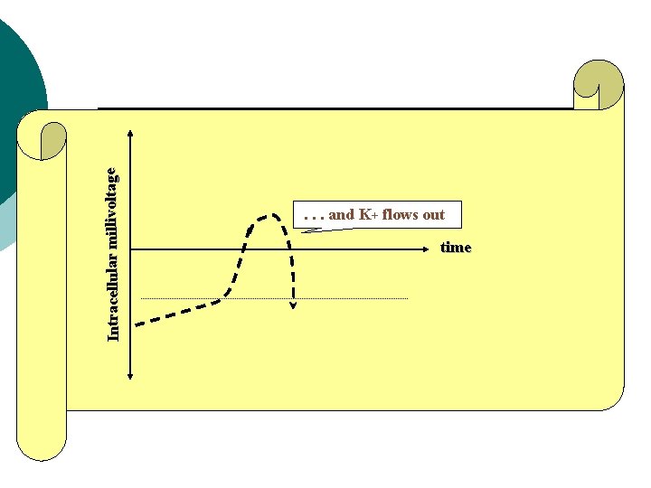 Intracellular millivoltage . . . and K+ flows out time 