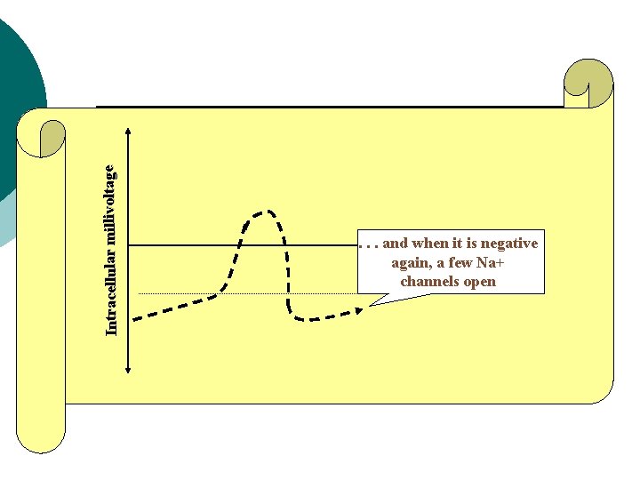 Intracellular millivoltage . . . and when time it is negative again, a few