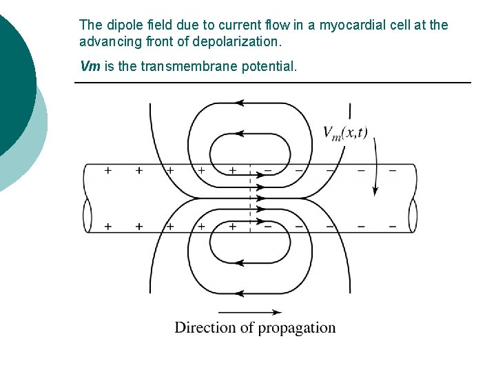 The dipole field due to current flow in a myocardial cell at the advancing