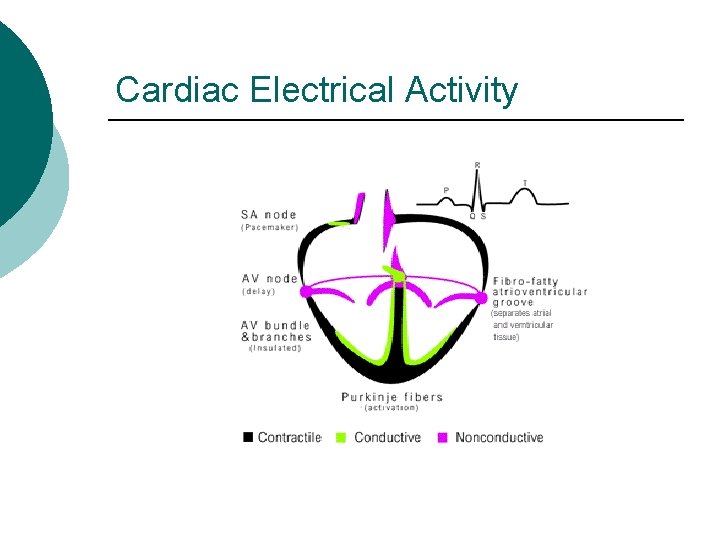 Cardiac Electrical Activity 