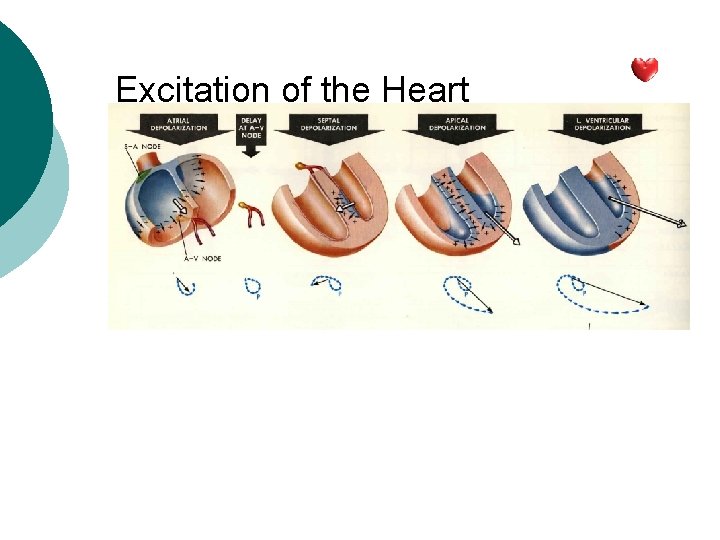 Excitation of the Heart 