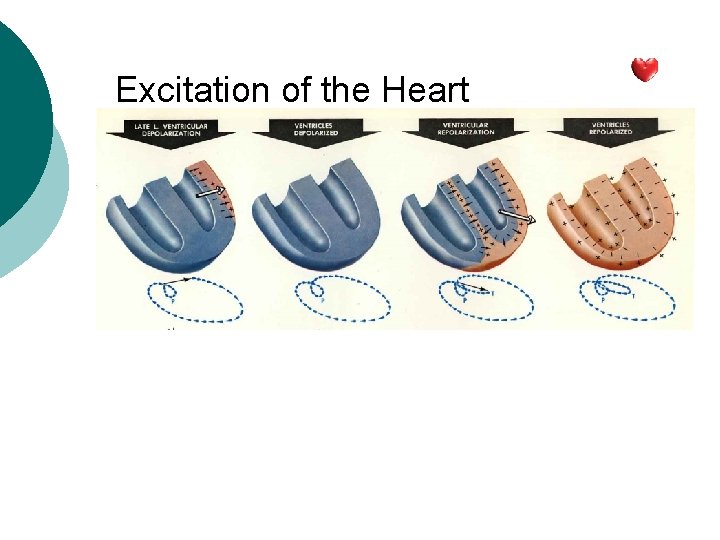 Excitation of the Heart 