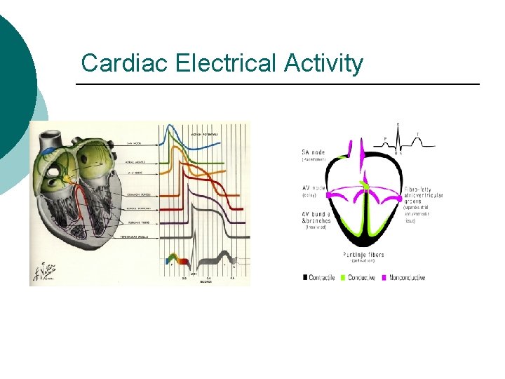 Cardiac Electrical Activity 