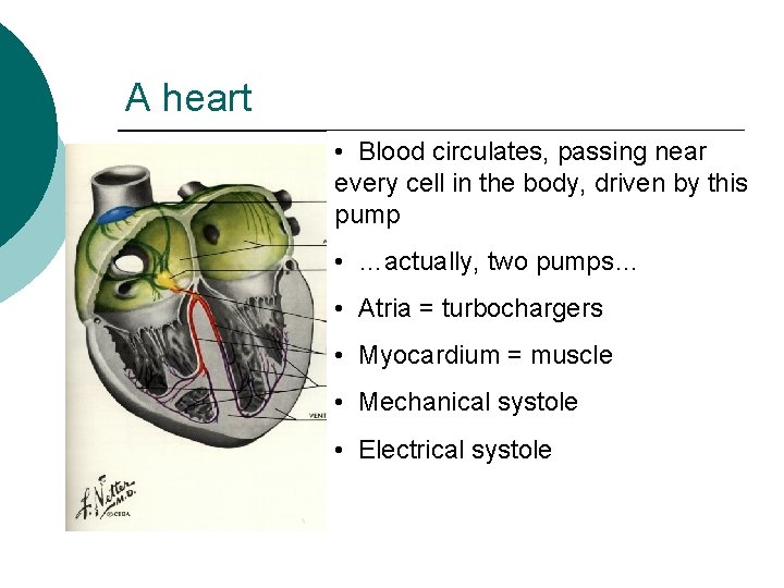 A heart • Blood circulates, passing near every cell in the body, driven by