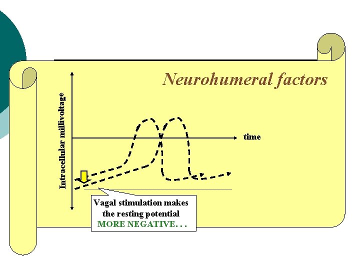 Intracellular millivoltage Neurohumeral factors time Vagal stimulation makes the resting potential MORE NEGATIVE. .