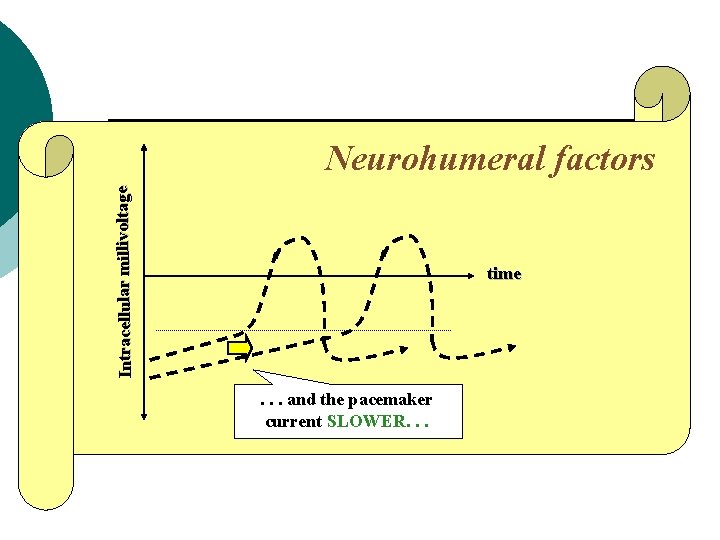 Intracellular millivoltage Neurohumeral factors time . . . and the pacemaker current SLOWER. .