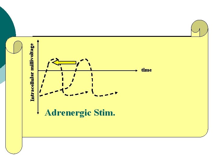 Intracellular millivoltage time Adrenergic Stim. 
