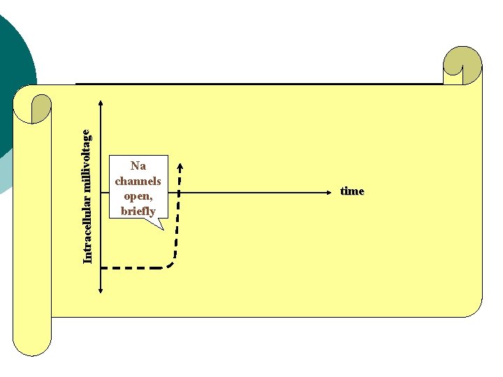 Intracellular millivoltage Na channels open, briefly time 