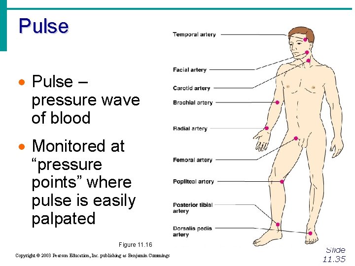 Pulse · Pulse – pressure wave of blood · Monitored at “pressure points” where