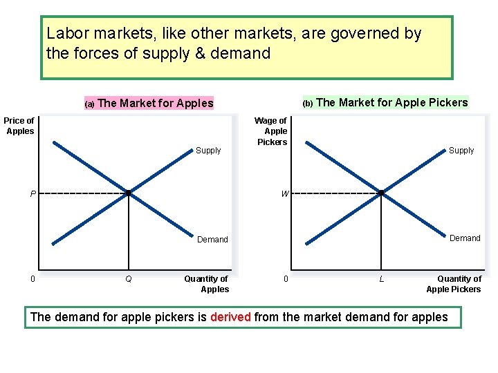 Labor markets, like other markets, are governed by the forces of supply & demand