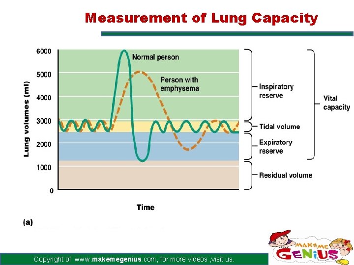 Measurement of Lung Capacity Copyright of www. makemegenius. com, for more videos , visit