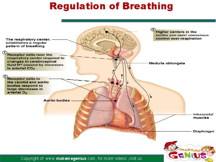 Regulation of Breathing Copyright of www. makemegenius. com, for more videos , visit us.