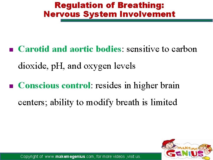 Regulation of Breathing: Nervous System Involvement n Carotid and aortic bodies: sensitive to carbon