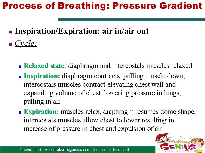 Process of Breathing: Pressure Gradient Inspiration/Expiration: air in/air out n Cycle: n Relaxed state: