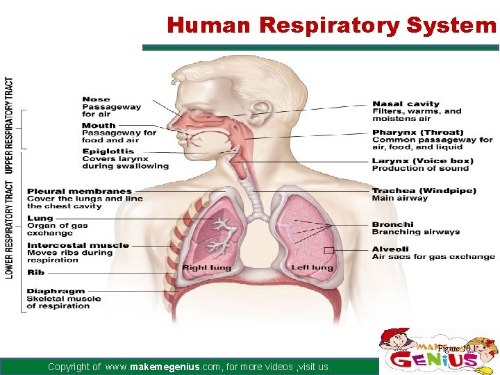 Human Respiratory System Figure 10. 1 Copyright of www. makemegenius. com, for more videos