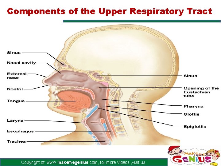 Components of the Upper Respiratory Tract Figure 10. 2 Copyright of www. makemegenius. com,