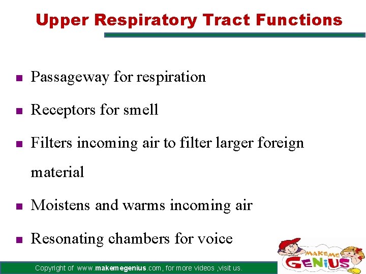 Upper Respiratory Tract Functions n Passageway for respiration n Receptors for smell n Filters