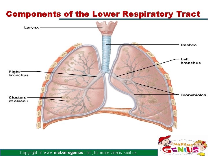 Components of the Lower Respiratory Tract Copyright of www. makemegenius. com, for more videos