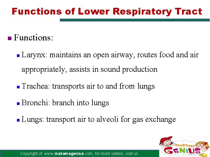 Functions of Lower Respiratory Tract n Functions: n Larynx: maintains an open airway, routes