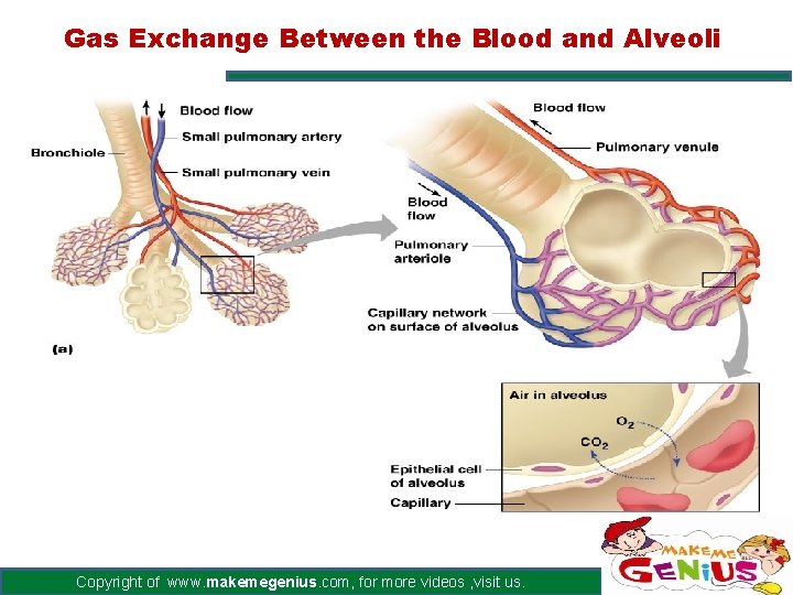 Gas Exchange Between the Blood and Alveoli Copyright of www. makemegenius. com, for more Gas Exchange Between the Blood and Alveoli Copyright of www. makemegenius. com, for more