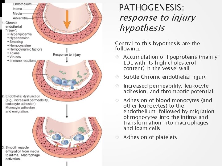PATHOGENESIS: response to injury hypothesis Central to this hypothesis are the following: Accumulation of
