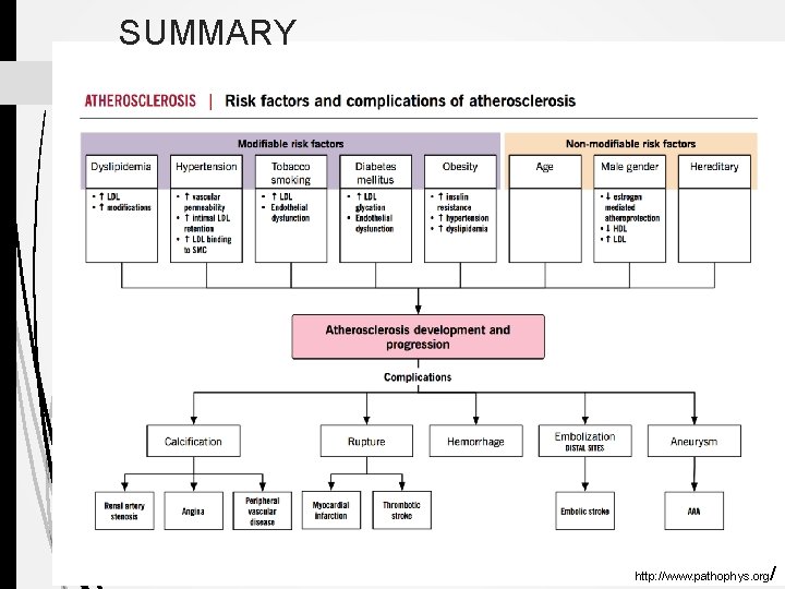 SUMMARY / http: //www. pathophys. org 