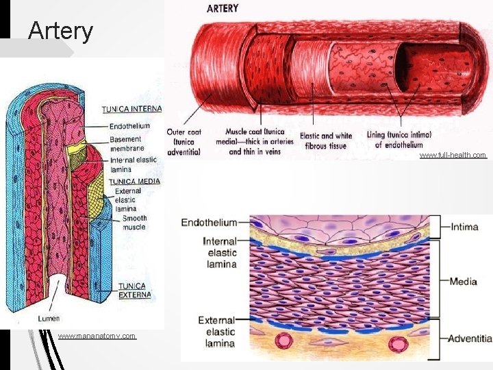  Artery www. full-health. com www. mananatomy. com 