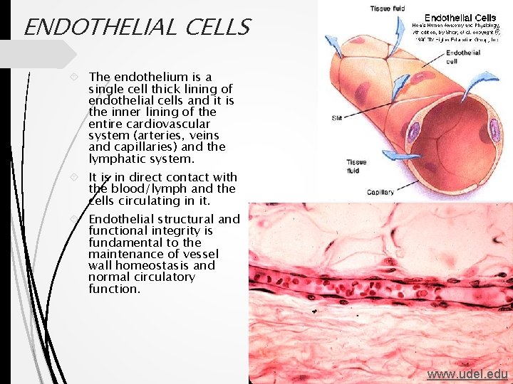 ENDOTHELIAL CELLS The endothelium is a single cell thick lining of endothelial cells and