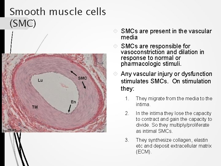 Smooth muscle cells (SMC) SMCs are present in the vascular media SMCs are responsible