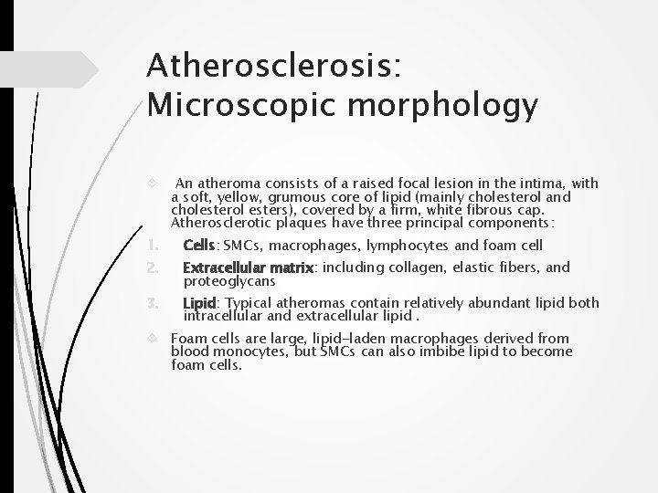 Atherosclerosis: Microscopic morphology An atheroma consists of a raised focal lesion in the intima,