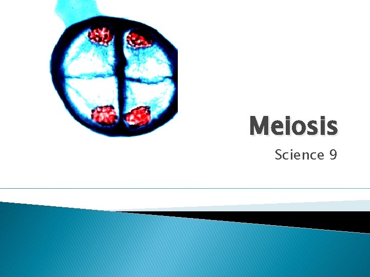 Meiosis Science 9 