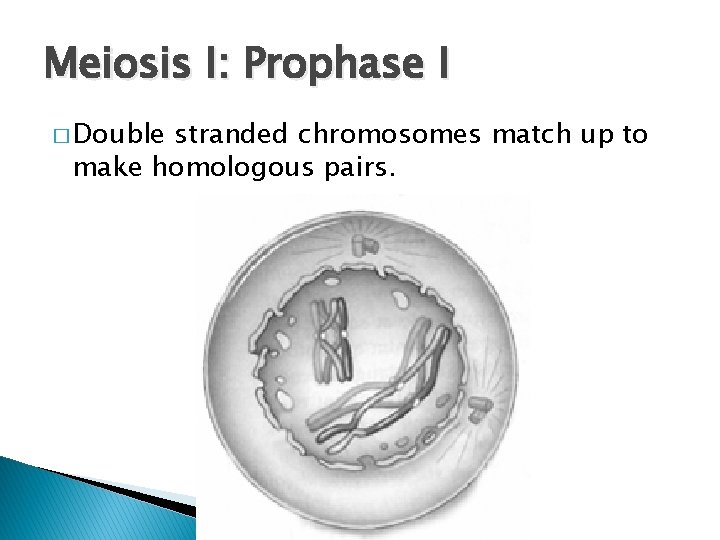 Meiosis I: Prophase I � Double stranded chromosomes match up to make homologous pairs.