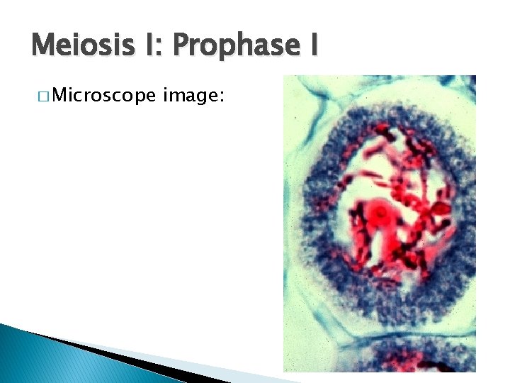 Meiosis I: Prophase I � Microscope image: 