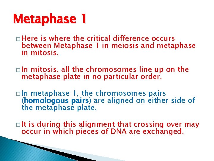 Metaphase 1 � Here is where the critical difference occurs between Metaphase 1 in