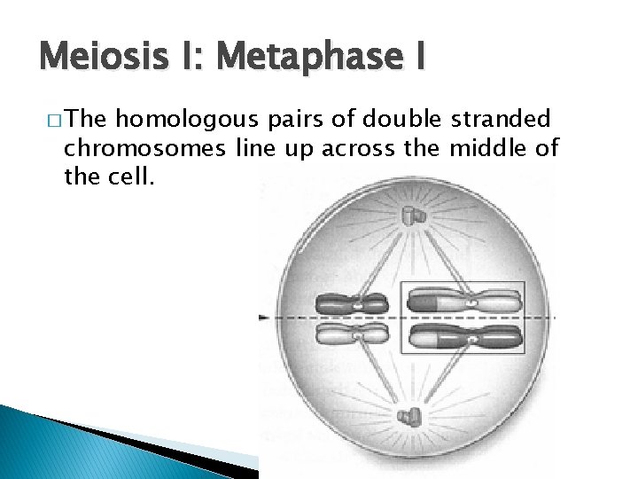 Meiosis I: Metaphase I � The homologous pairs of double stranded chromosomes line up