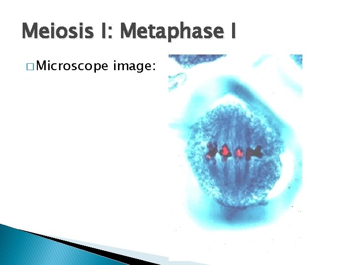 Meiosis I: Metaphase I � Microscope image: 