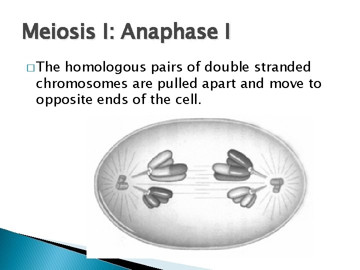 Meiosis I: Anaphase I � The homologous pairs of double stranded chromosomes are pulled