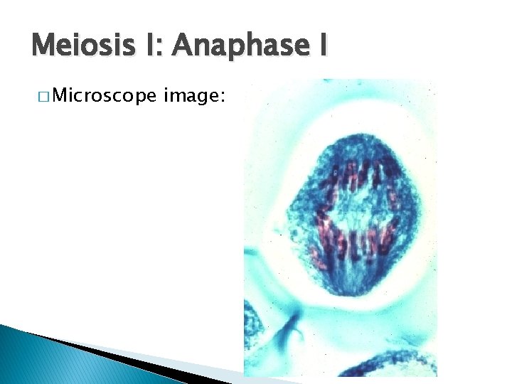 Meiosis I: Anaphase I � Microscope image: 