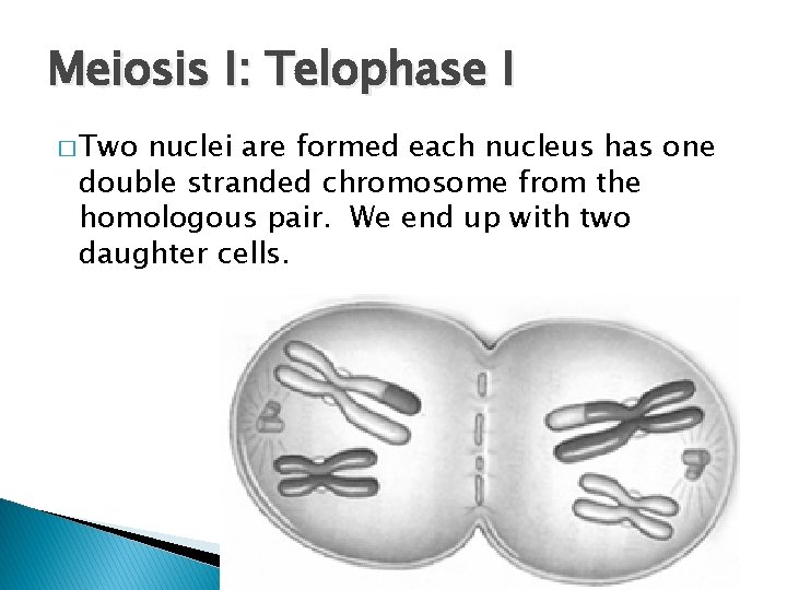 Meiosis I: Telophase I � Two nuclei are formed each nucleus has one double