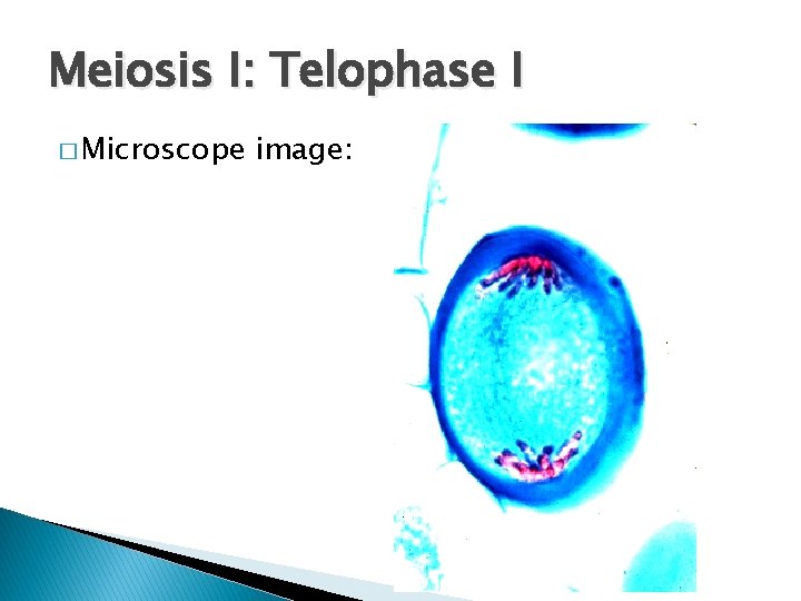 Meiosis I: Telophase I � Microscope image: 