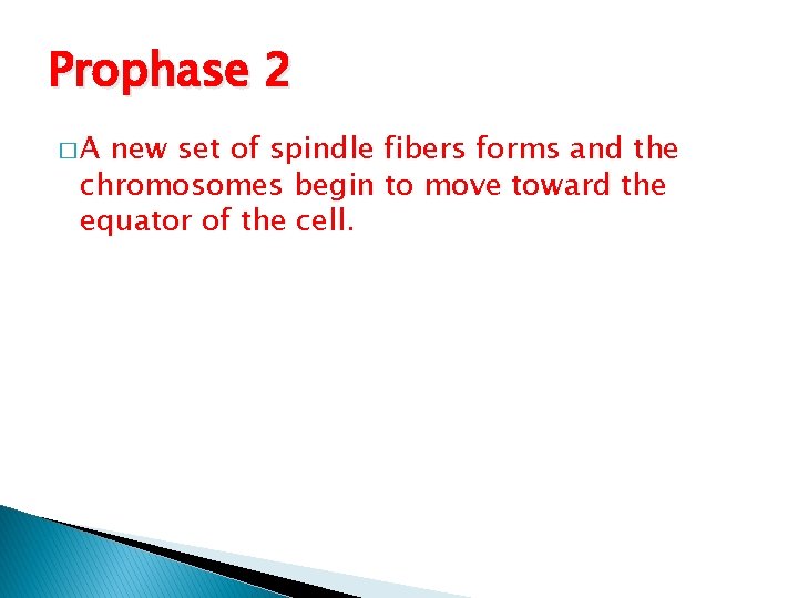 Prophase 2 �A new set of spindle fibers forms and the chromosomes begin to