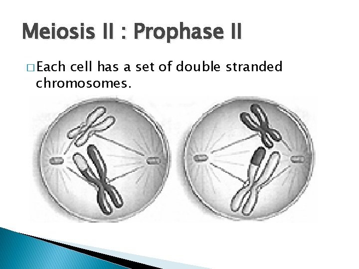 Meiosis II : Prophase II � Each cell has a set of double stranded