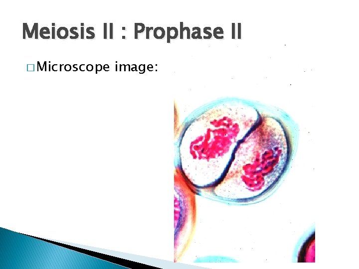 Meiosis II : Prophase II � Microscope image: 