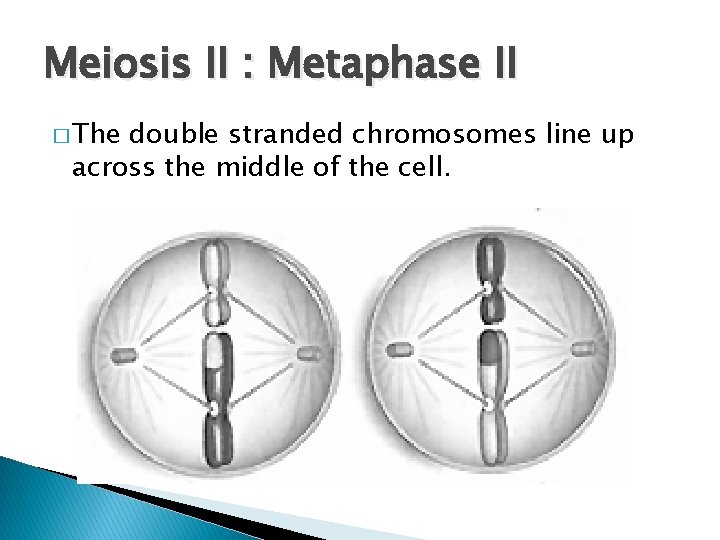 Meiosis II : Metaphase II � The double stranded chromosomes line up across the