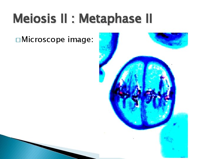 Meiosis II : Metaphase II � Microscope image: 