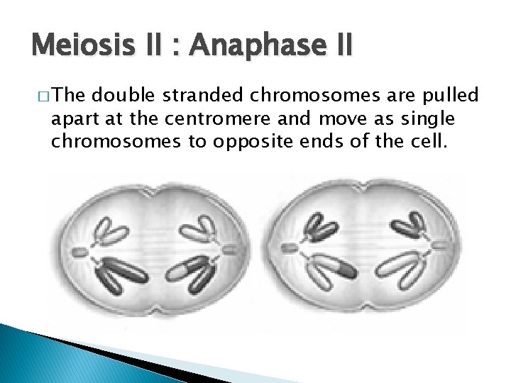 Meiosis II : Anaphase II � The double stranded chromosomes are pulled apart at