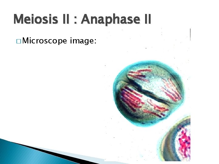 Meiosis II : Anaphase II � Microscope image: 